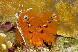 Phydiana Indica by Stephan Pelletier 